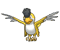 Yellow Plumage Squawkabilly front animated