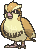 Pidgey front animated