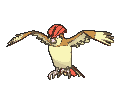 Pidgeotto front animated
