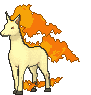 Rapidash front animated
