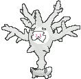 Cursola front animated