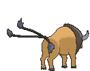Tauros back animated
