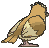Pidgey back animated