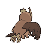 Noctowl back animated