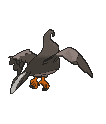 Staravia back animated