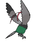 Unfezant back animated