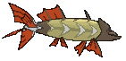 Barraskewda back animated