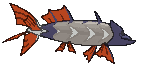 Barraskewda back shiny animated