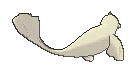Dewgong back shiny animated