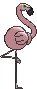 Flamigo back shiny animated
